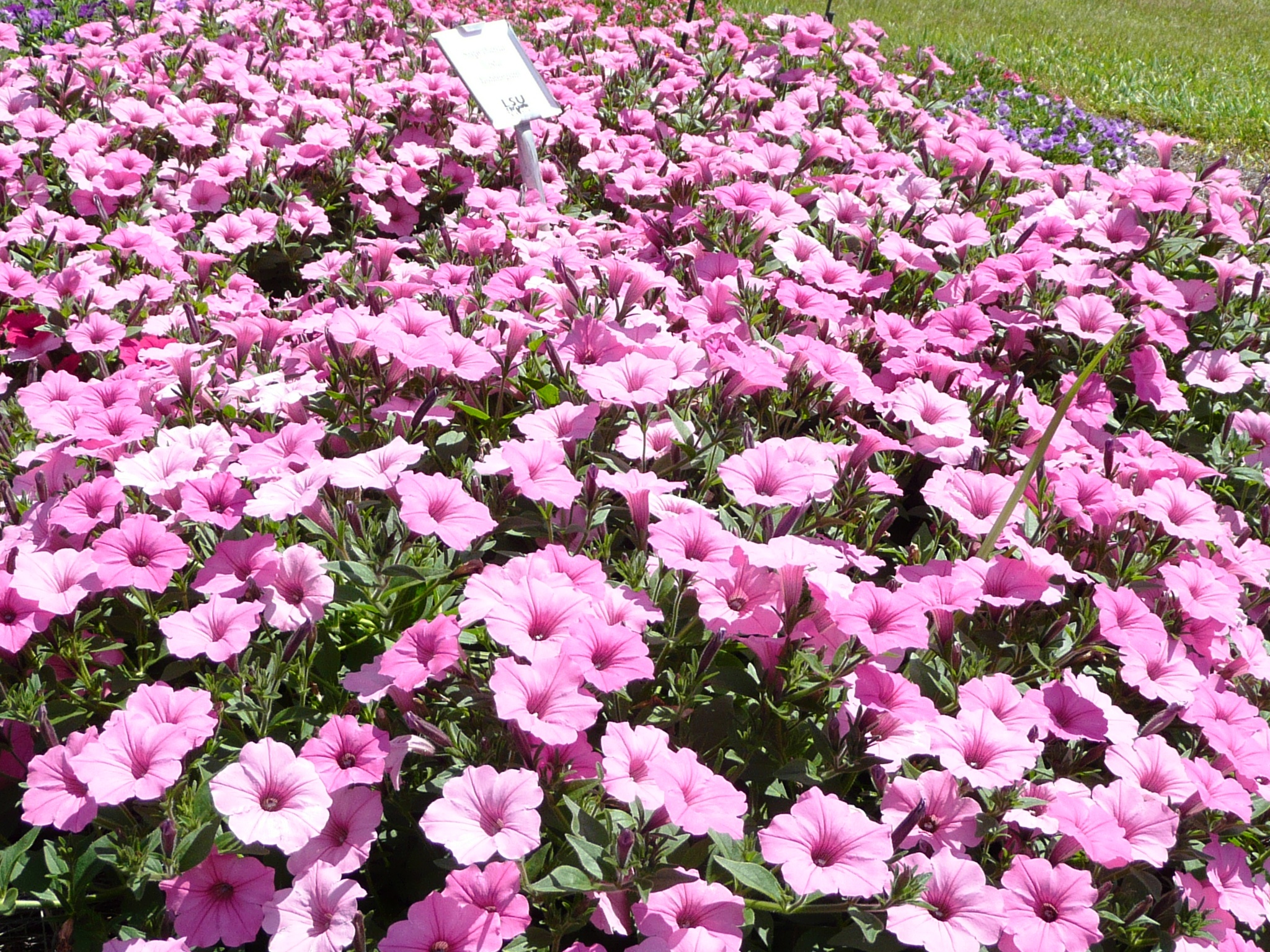 Fall Louisiana Super Plant selection is a petunia